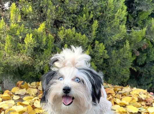 Morkie Mavi Gözlü Emsalsiz Güzellikte Yavrumuz görsel