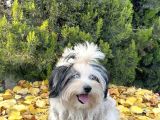 Morkie Mavi Gözlü Emsalsiz Güzellikte Yavrumuz