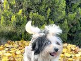Morkie Mavi Gözlü Emsalsiz Güzellikte Yavrumuz