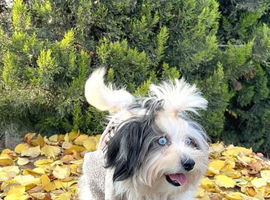 Morkie Mavi Gözlü Emsalsiz Güzellikte Yavrumuz görsel
