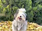 Morkie Mavi Gözlü Emsalsiz Güzellikte Yavrumuz