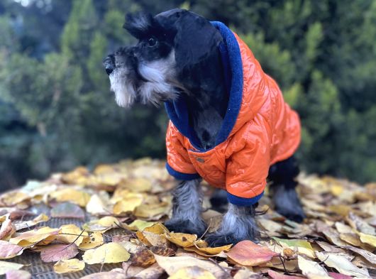 Irkının En Güzeli Minyatür Schnauzer Yavru görsel