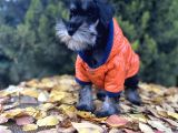 Irkının En Güzeli Minyatür Schnauzer Yavru