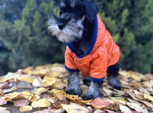 Irkının En Güzeli Minyatür Schnauzer Yavru görsel