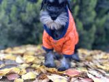 Irkının En Güzeli Minyatür Schnauzer Yavru