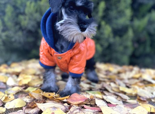 Irkının En Güzeli Minyatür Schnauzer Yavru görsel