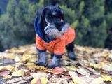 Irkının En Güzeli Minyatür Schnauzer Yavru