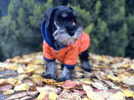 Irkının En Güzeli Minyatür Schnauzer Yavru görsel