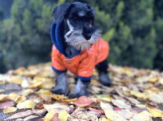 Irkının En Güzeli Minyatür Schnauzer Yavru görsel