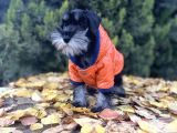 Irkının En Güzeli Minyatür Schnauzer Yavru