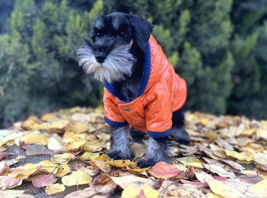 Irkının En Güzeli Minyatür Schnauzer Yavru görsel