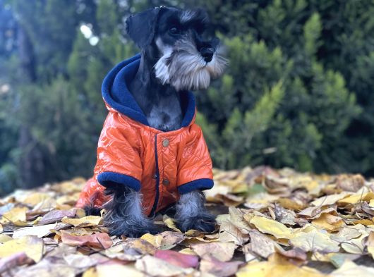 Irkının En Güzeli Minyatür Schnauzer Yavru görsel
