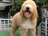 Gerçek F2 Dev Boy Doodle Yavrumuz Üst Kali̇te