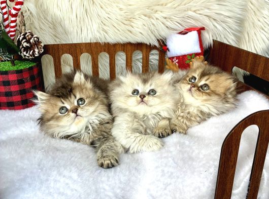 Golden Kaliteli Güzellikte Sağlıklı görsel