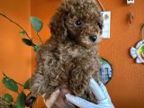 Yılbaşı Kurabiyesi Kore Kan Red Brown Toy Poodle Yavru