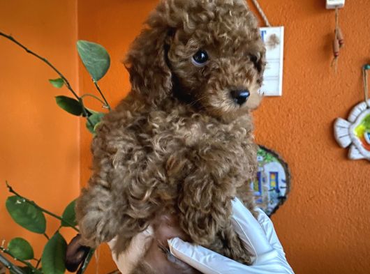 Yılbaşı Kurabiyesi Kore Kan Red Brown Toy Poodle Yavru görsel