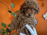 Yılbaşı Kurabiyesi Kore Kan Red Brown Toy Poodle Yavru