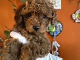 Yılbaşı Kurabiyesi Kore Kan Red Brown Toy Poodle Yavru