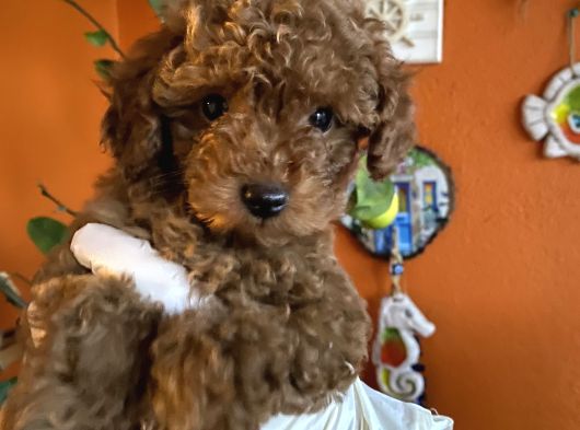 Yılbaşı Kurabiyesi Kore Kan Red Brown Toy Poodle Yavru görsel