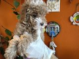 Yılbaşı Kurabiyesi Güzel Yüzlü Toy Poodle Yavru