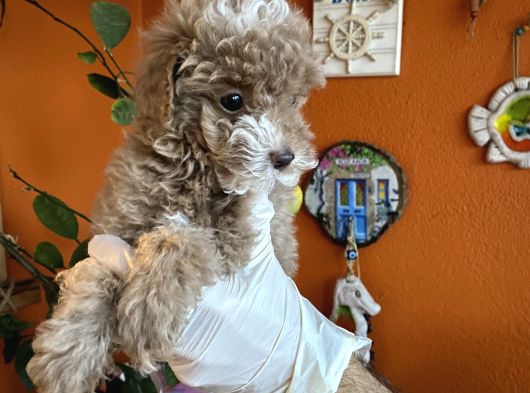 Yılbaşı Kurabiyesi Güzel Yüzlü Toy Poodle Yavru görsel