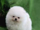 Ayıcık Suratlı Pomeranian Boo Bebekler Yeni Ailelerini Bekliyor