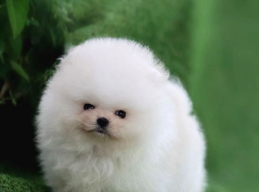 Ayıcık Suratlı Pomeranian Boo Bebekler Yeni Ailelerini Bekliyor görsel