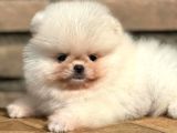 Ayıcık Suratlı Pomeranian Boo Bebekler Yeni Ailelerini Bekliyor
