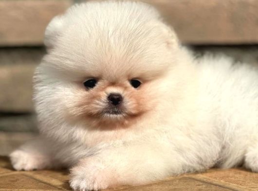 Ayıcık Suratlı Pomeranian Boo Bebekler Yeni Ailelerini Bekliyor görsel