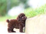 Brown Toy Poodle Orji̇nal Chocolate Bebekler