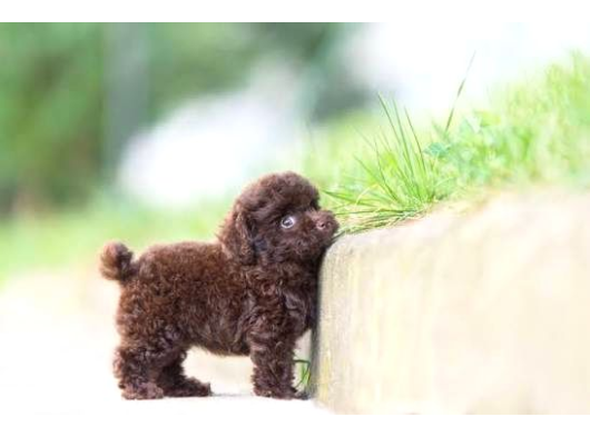 Brown Toy Poodle Orji̇nal Chocolate Bebekler görsel