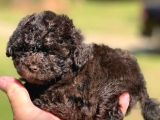 Brown Toy Poodle Orji̇nal Chocolate Bebekler