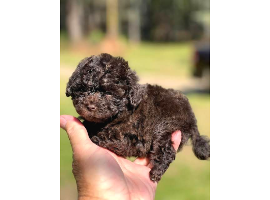 Brown Toy Poodle Orji̇nal Chocolate Bebekler görsel
