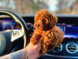 Teacup Aile Dostu Poodle Yavrular