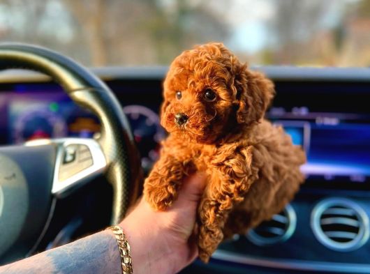 Teacup Aile Dostu Poodle Yavrular