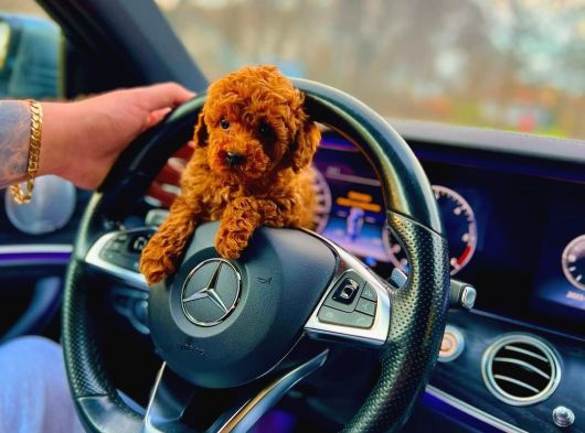 Teacup Aile Dostu Poodle Yavrular görsel