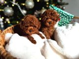 Teacup Aile Dostu Poodle Yavrular