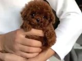 Kuyruksuz Teacup Kore Poodle Tr Nin En Iyisi