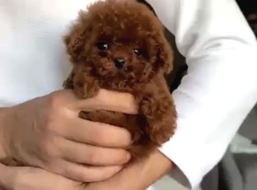 Kuyruksuz Teacup Kore Poodle Tr Nin En Iyisi görsel