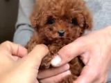 Kuyruksuz Teacup Kore Poodle Tr Nin En Iyisi
