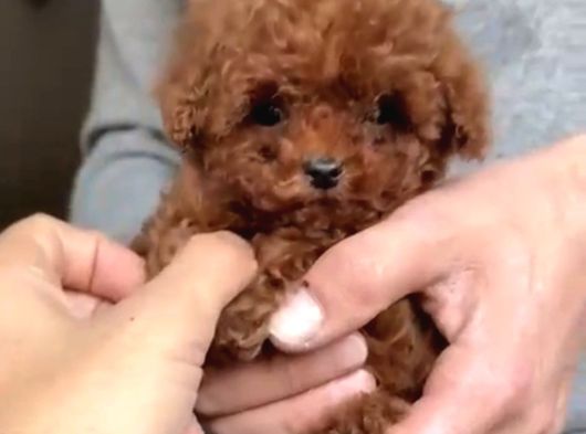 Kuyruksuz Teacup Kore Poodle Tr Nin En Iyisi görsel