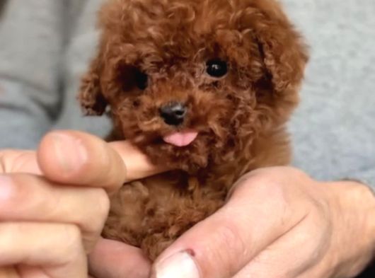 Kuyruksuz teacup kore poodle tr nin en iyisi
