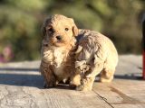Sevimli minik maltipoo bebekler