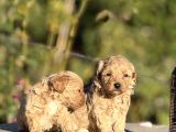 Teacup boy biblo maltipoo bebekler