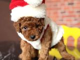 Yılbaşı Pofidiği Poodle Yavrular  Yeni Yıla Sevgiyle Girin