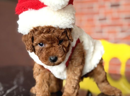 Yılbaşı Pofidiği Poodle Yavrular  Yeni Yıla Sevgiyle Girin görsel