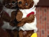 Yılbaşı Pofidiği Poodle Yavrular  Yeni Yıla Sevgiyle Girin