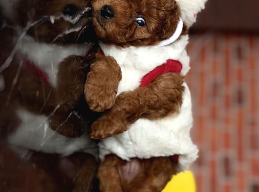 Yılbaşı Pofidiği Poodle Yavrular  Yeni Yıla Sevgiyle Girin görsel