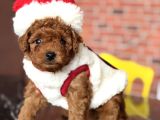 Yılbaşı Pofidiği Poodle Yavrular  Yeni Yıla Sevgiyle Girin