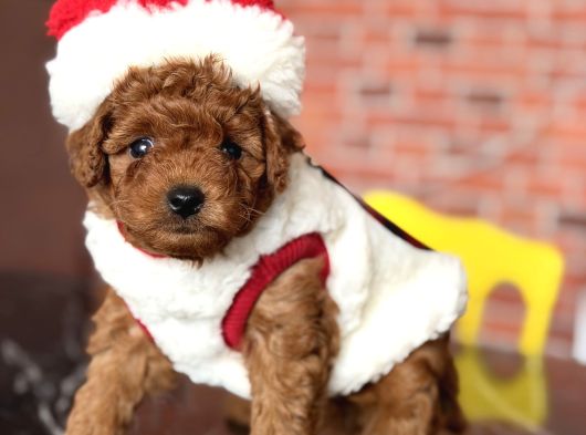 Yılbaşı Pofidiği Poodle Yavrular  Yeni Yıla Sevgiyle Girin görsel